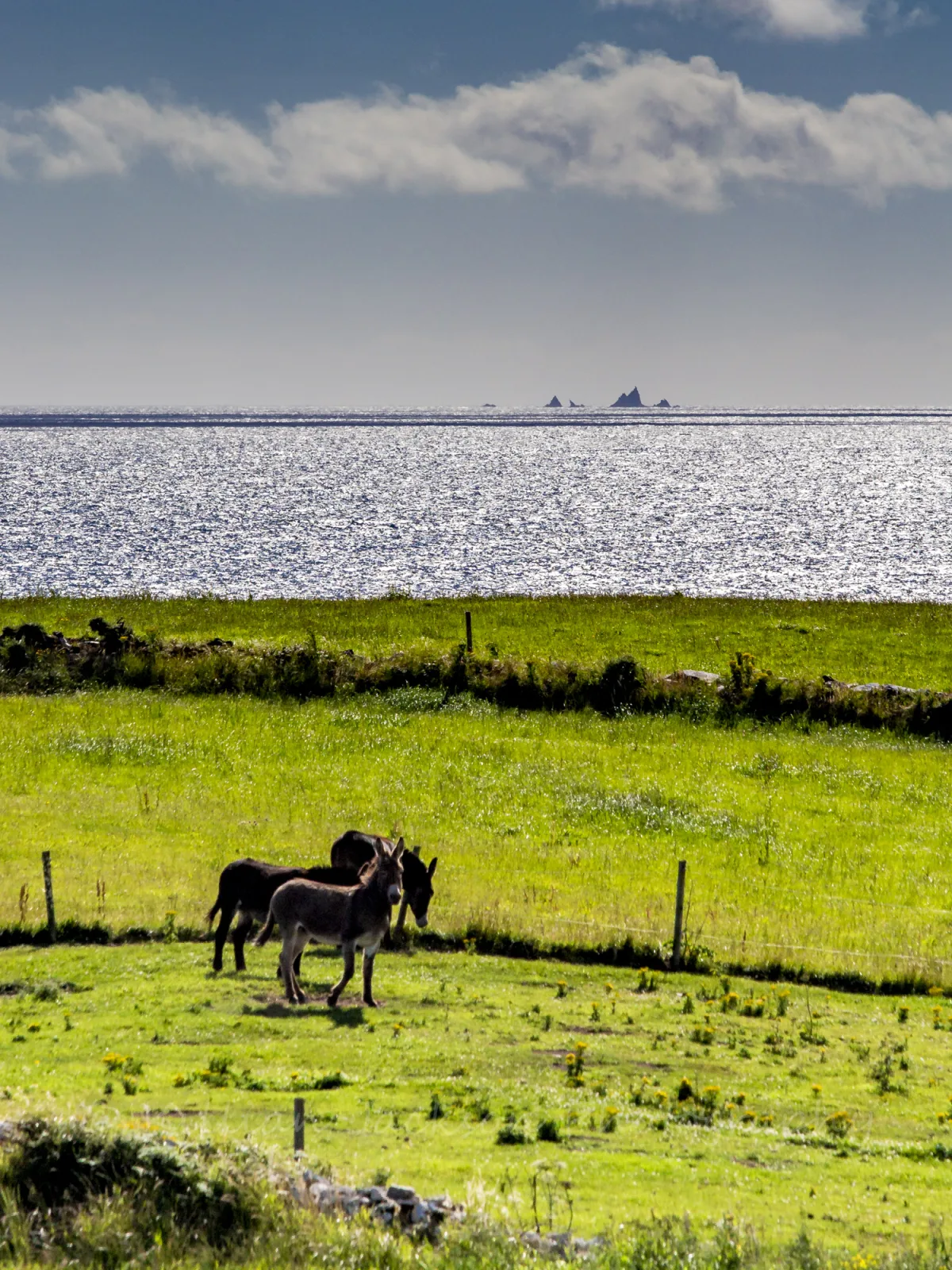 West Cork Donkeys